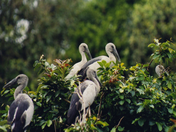 कर्नाला पक्षी अभ्यारण्य