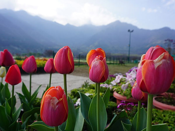 ट्यूलिप गार्डन, श्रीनगर