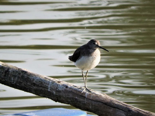 रंग बिरंगे पक्षियों को निहारे 