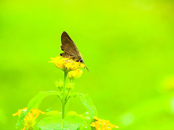 कमला नेहरू पार्क, मुबई