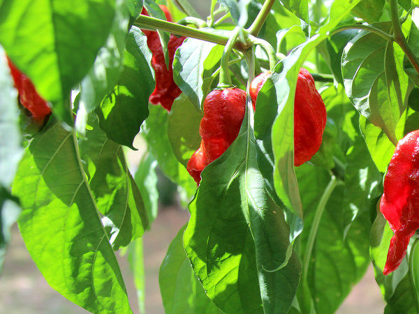 भूत झोलोकिआ