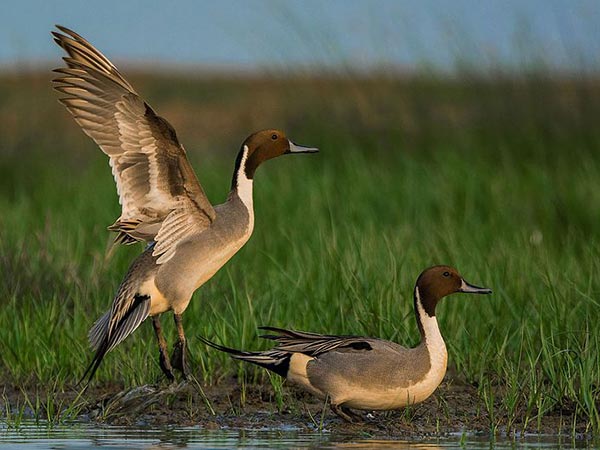 पक्षी-विहार 