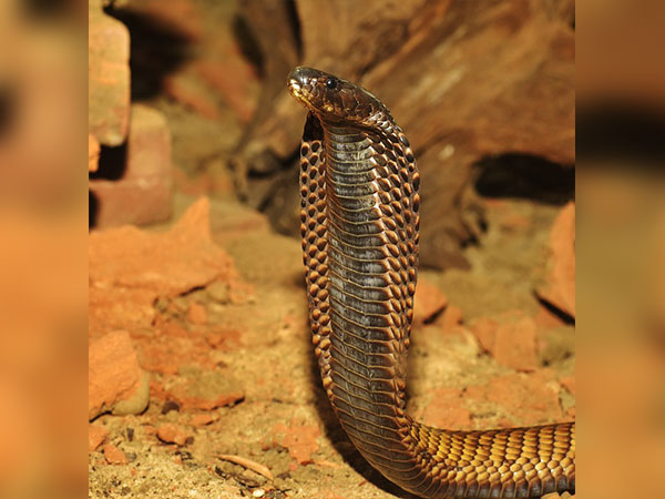 हर पांच घंटे शिव की पूजा 