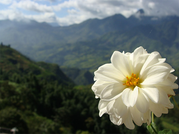 चमोली स्थित फूलों की घाटी 