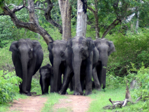 बांदीपुर