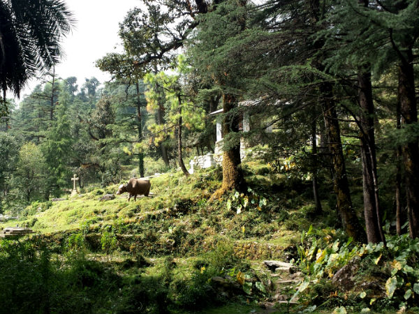 जंगल के बीच चलें 