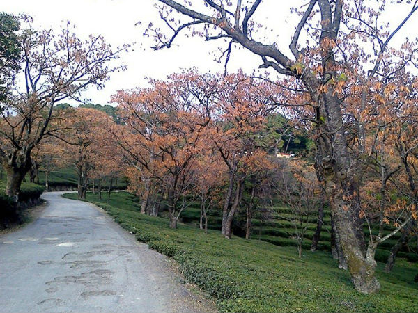 चाय के बगानों के बीच बैठे 