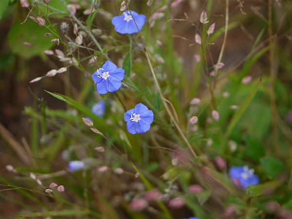 ठंडा सुहावना मौसम