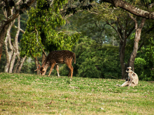 मैसूर- बांदीपुर 