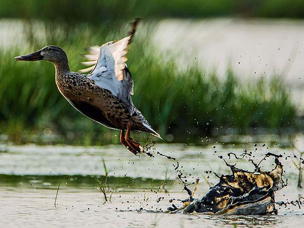 मंगलाजोडी