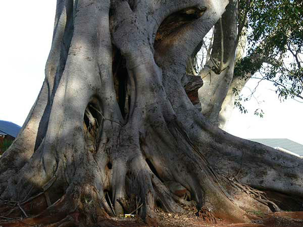 दोड्डा संपिगे मारा