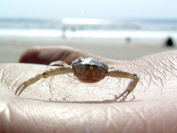 बिच्छू को पकड़ें 