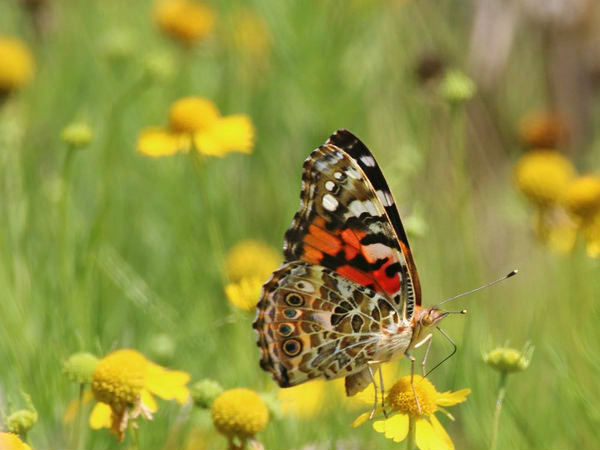 कानपुर तितली पार्क 
