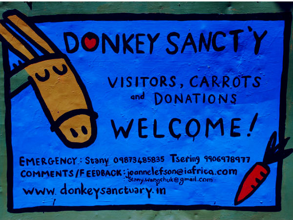 डंकी सेंचुरी