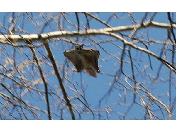 उड़ने वाली छिपकली 