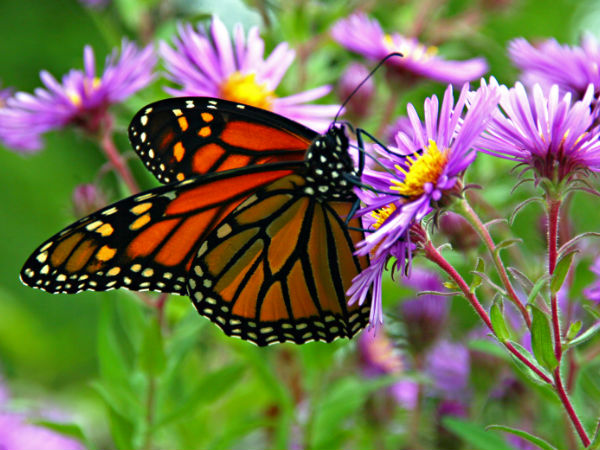 फूलों की 100 प्रजातियां 