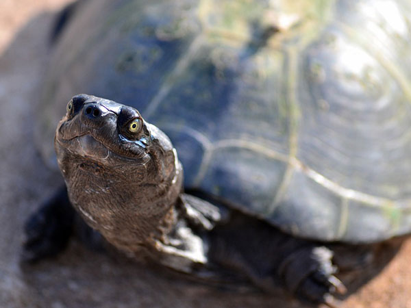 अंडे देना कर दिया था बंद 