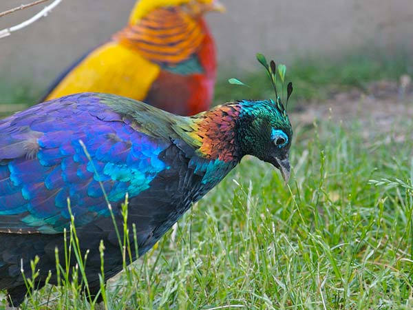 अन्य राज्य प्रतीक- राज्य पक्षी 