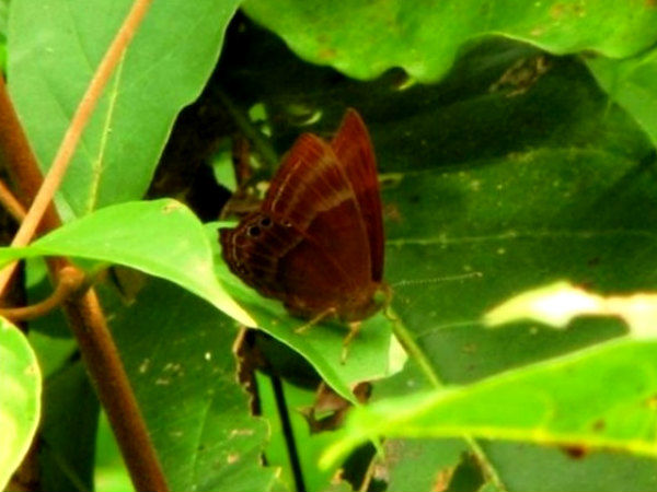 तितली कंजर्वेटरी