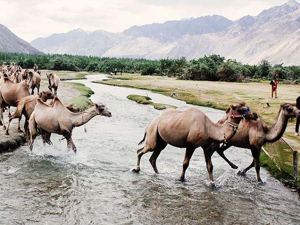 द्रास, नुब्रा घाटी कश्मीर 