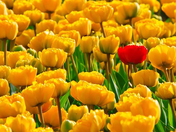 एशिया का सबसे बड़ा ट्यूलिप गार्डन 