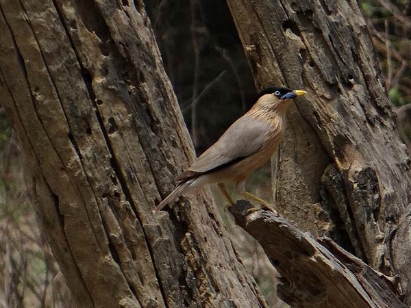 लाख बहोसी पक्षी अभयारण्य 