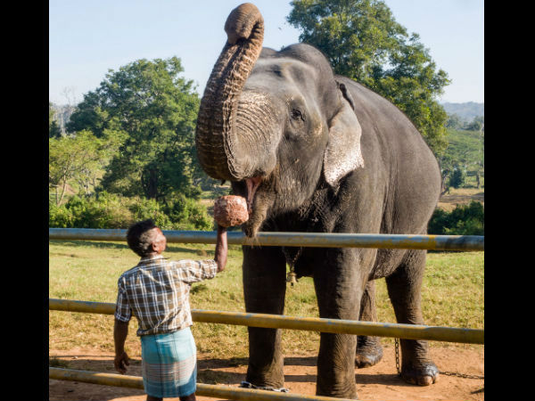 थेपक्कडु हाथी शिविर 