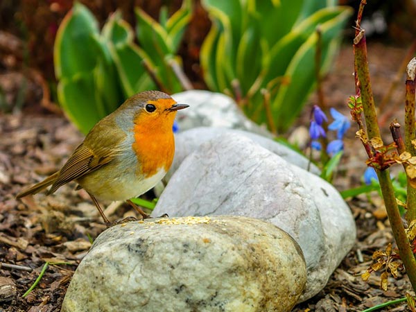 कावर झील पक्षी अभयारण्य 