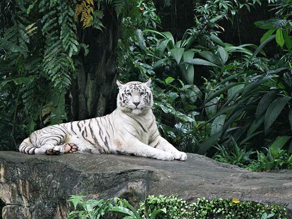 बांधवगढ़ नेशनल पार्क 