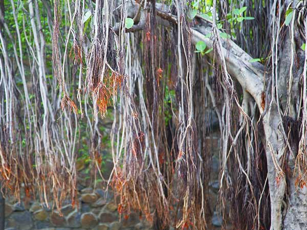 ब्लू क्रास रोड़ 