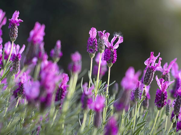 कैसे करें प्रवेश 