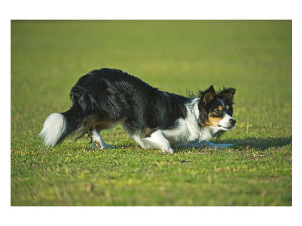 कुत्ते की शिट को ऐसे ही पार्क में ना छोड़ें