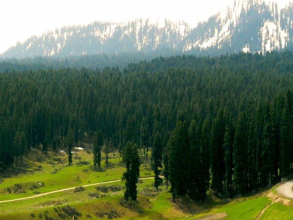 पलमैदान 