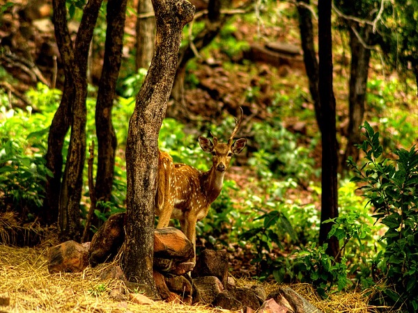 वन विहार नेशनल पार्क