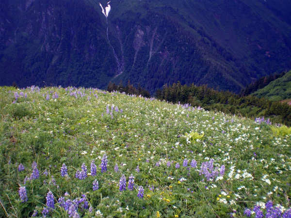 युमथांग फूलों की घाटी 