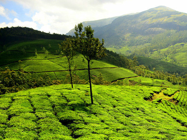  मुन्नार, केरल 