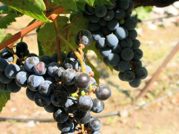 नारायणगाँव में चखें अंगूर से बनी वाइन का स्वाद 