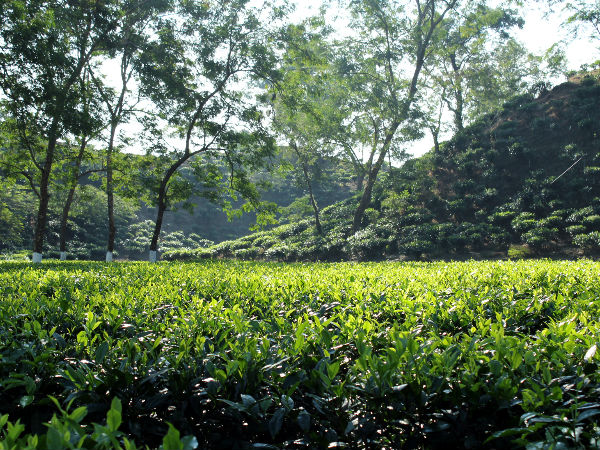 जोरहाट, असम