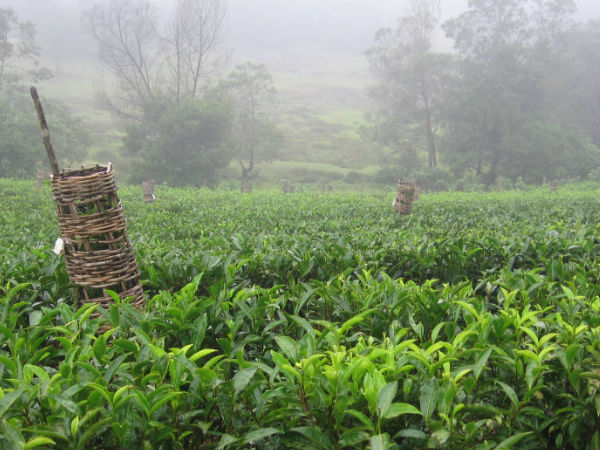 नीलगिरी पहाड़, तमिल नाडू