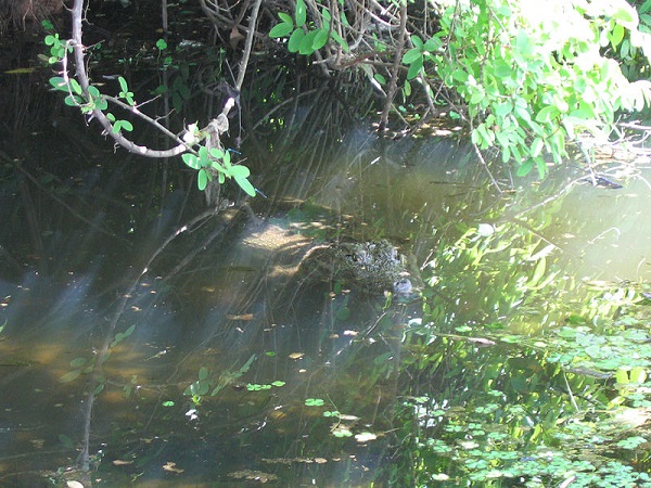 शाकाहारी मगरमच्छ 