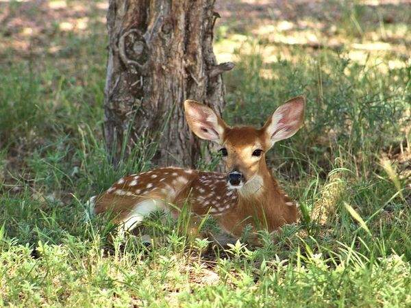 हिरन पार्क 