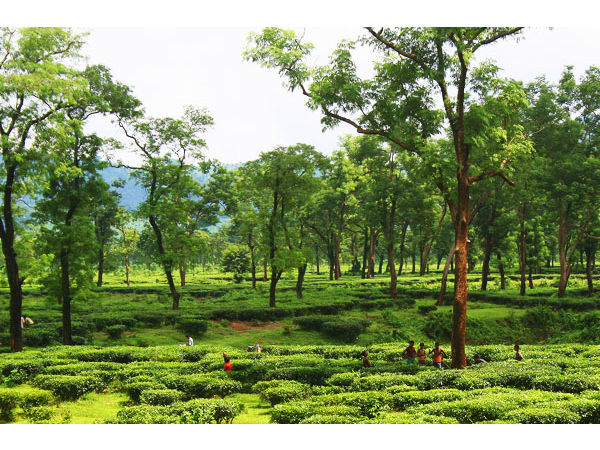 कैसे आयें डिब्रूगढ़ 