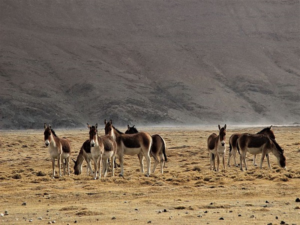चांगथांग वन्यजीवन