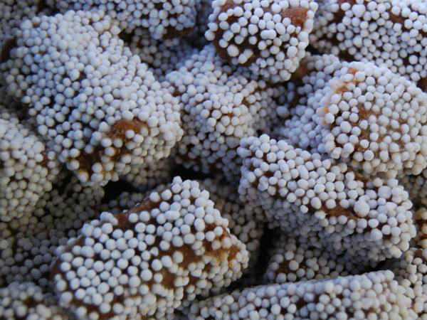  बाल मिठाई 