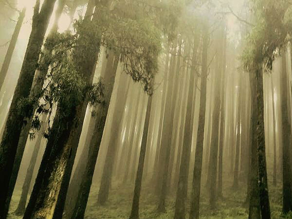 लेपचाघाट 