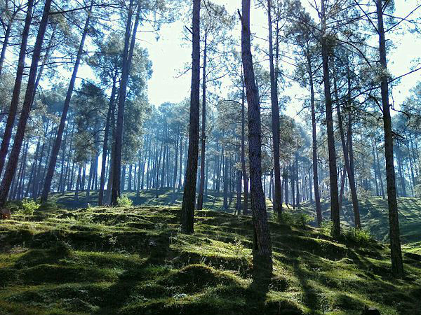 कब जायें पंगोट 