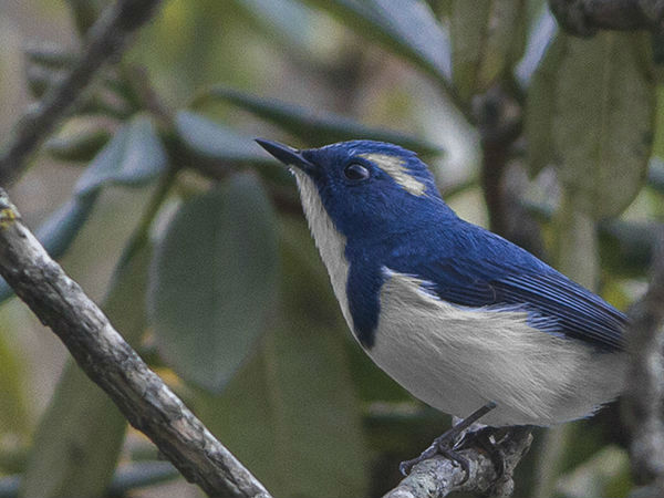 क्या करें पंगोट में 