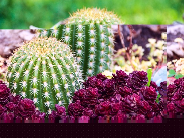 कैक्टस गार्डन