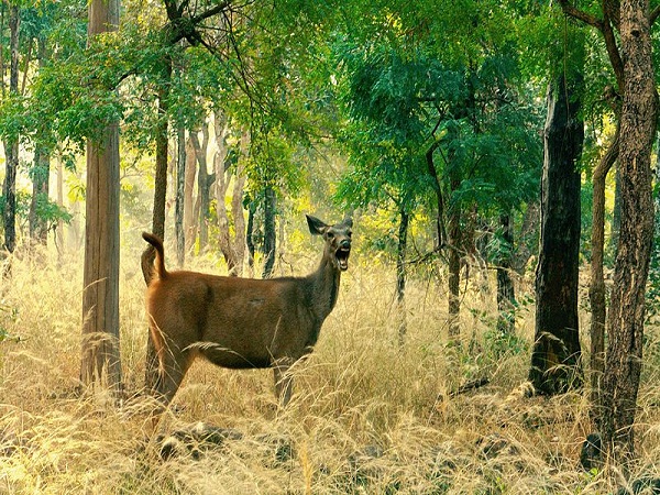 कैसे करें प्रवेश 