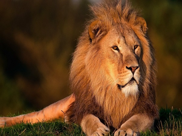 इटावा सफारी पार्क 